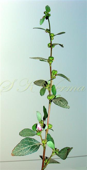  Branch with distal entire leaves